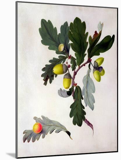 Quercus (W/C and Gouache over Pencil on Vellum)-Matilda Conyers-Mounted Giclee Print