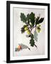 Quercus (W/C and Gouache over Pencil on Vellum)-Matilda Conyers-Framed Giclee Print