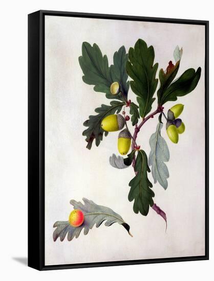 Quercus (W/C and Gouache over Pencil on Vellum)-Matilda Conyers-Framed Stretched Canvas