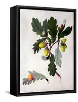 Quercus (W/C and Gouache over Pencil on Vellum)-Matilda Conyers-Framed Stretched Canvas