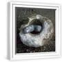White Frame
