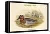 Querquedula Circia - Garganey - Duck-John Gould-Framed Stretched Canvas