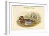 Querquedula Circia - Garganey - Duck-John Gould-Framed Art Print