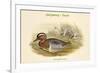 Querquedula Circia - Garganey - Duck-John Gould-Framed Art Print