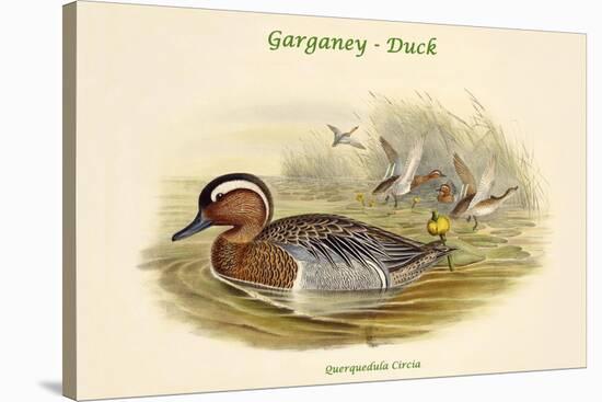 Querquedula Circia - Garganey - Duck-John Gould-Stretched Canvas