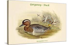 Querquedula Circia - Garganey - Duck-John Gould-Stretched Canvas