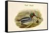 Querquedula Crecca - Teal - Duck-John Gould-Framed Stretched Canvas