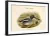Querquedula Crecca - Teal - Duck-John Gould-Framed Art Print