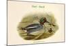 Querquedula Crecca - Teal - Duck-John Gould-Mounted Art Print