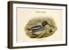 Querquedula Crecca - Teal - Duck-John Gould-Framed Art Print