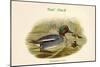 Querquedula Crecca - Teal - Duck-John Gould-Mounted Art Print