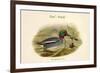 Querquedula Crecca - Teal - Duck-John Gould-Framed Art Print