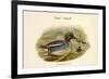 Querquedula Crecca - Teal - Duck-John Gould-Framed Art Print