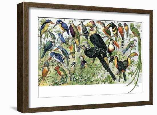 Quetzal, Toucans, and Other Tropical Birds-null-Framed Giclee Print