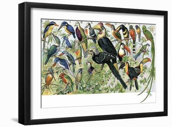 Quetzal, Toucans, and Other Tropical Birds-null-Framed Giclee Print