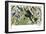 Quetzal, Toucans, and Other Tropical Birds-null-Framed Giclee Print