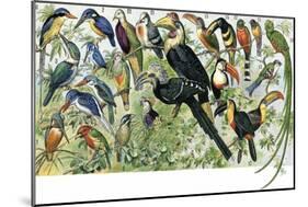 Quetzal, Toucans, and Other Tropical Birds-null-Mounted Giclee Print