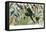 Quetzal, Toucans, and Other Tropical Birds-null-Framed Stretched Canvas