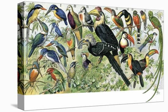 Quetzal, Toucans, and Other Tropical Birds-null-Stretched Canvas