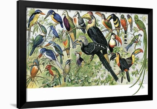 Quetzal, Toucans, and Other Tropical Birds-null-Framed Giclee Print