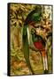 Quetzal-F.W. Kuhnert-Framed Stretched Canvas