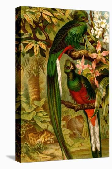 Quetzal-F.W. Kuhnert-Stretched Canvas