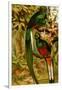 Quetzal-F.W. Kuhnert-Framed Art Print