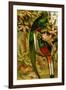 Quetzal-F.W. Kuhnert-Framed Art Print