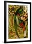 Quetzal-F.W. Kuhnert-Framed Art Print