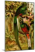 Quetzal-F.W. Kuhnert-Mounted Art Print