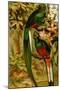 Quetzal-F.W. Kuhnert-Mounted Art Print