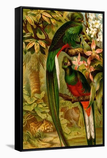 Quetzal-F.W. Kuhnert-Framed Stretched Canvas