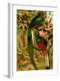 Quetzal-F.W. Kuhnert-Framed Art Print