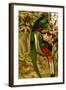 Quetzal-F.W. Kuhnert-Framed Art Print