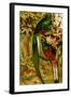 Quetzal-F.W. Kuhnert-Framed Art Print