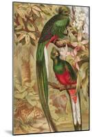 Quetzal-null-Mounted Giclee Print