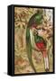 Quetzal-null-Framed Stretched Canvas