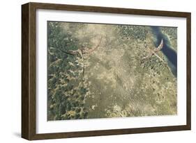 Quetzalcoatlus Flying Above a Herd of Edmontosaurus Dinosaurs-Stocktrek Images-Framed Art Print