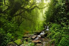 Subtropical Forest in Nepal-Quick Shot-Photographic Print