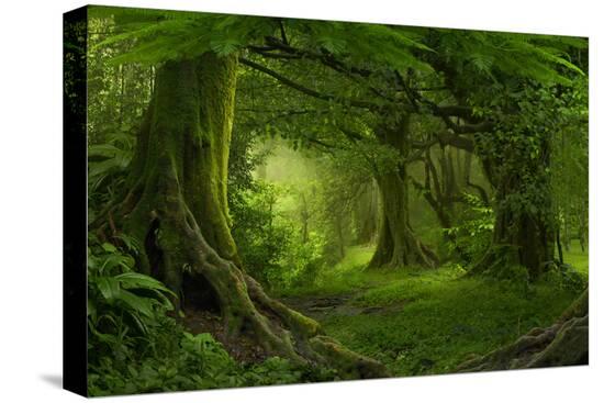 Stretched Canvas Print, , large