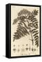 Quicken Tree, Sorbus Aucuparia., 1776 (Engraving)-Johann Sebastien Muller-Framed Stretched Canvas