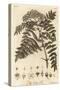 Quicken Tree, Sorbus Aucuparia., 1776 (Engraving)-Johann Sebastien Muller-Stretched Canvas