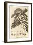 Quicken Tree, Sorbus Aucuparia., 1776 (Engraving)-Johann Sebastien Muller-Framed Giclee Print