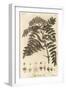 Quicken Tree, Sorbus Aucuparia., 1776 (Engraving)-Johann Sebastien Muller-Framed Giclee Print