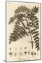 Quicken Tree, Sorbus Aucuparia., 1776 (Engraving)-Johann Sebastien Muller-Mounted Giclee Print