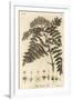 Quicken Tree, Sorbus Aucuparia., 1776 (Engraving)-Johann Sebastien Muller-Framed Giclee Print