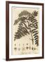 Quicken Tree, Sorbus Aucuparia., 1776 (Engraving)-Johann Sebastien Muller-Framed Giclee Print