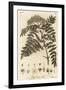 Quicken Tree, Sorbus Aucuparia., 1776 (Engraving)-Johann Sebastien Muller-Framed Giclee Print