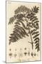Quicken Tree, Sorbus Aucuparia., 1776 (Engraving)-Johann Sebastien Muller-Mounted Giclee Print