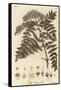 Quicken Tree, Sorbus Aucuparia., 1776 (Engraving)-Johann Sebastien Muller-Framed Stretched Canvas